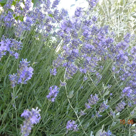 La Ginestra